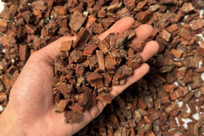 ilustrasi pine bark