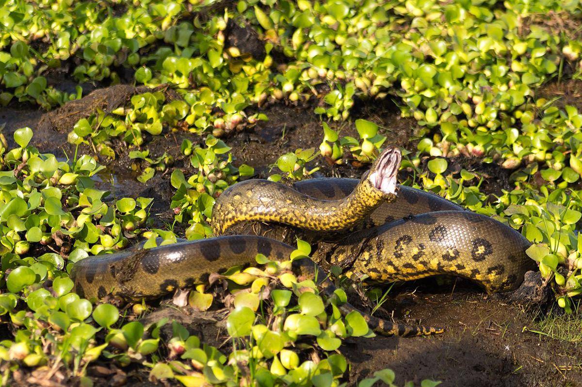 anaconda (commons.wikimedia.org/Fernando Flores)