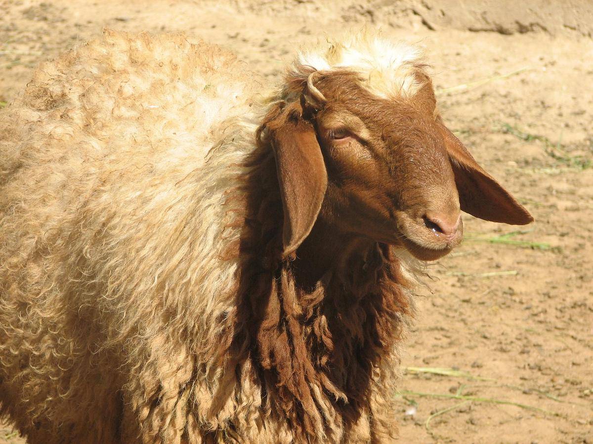 Domba Awassi (pixabay.com/ihcetiner)  