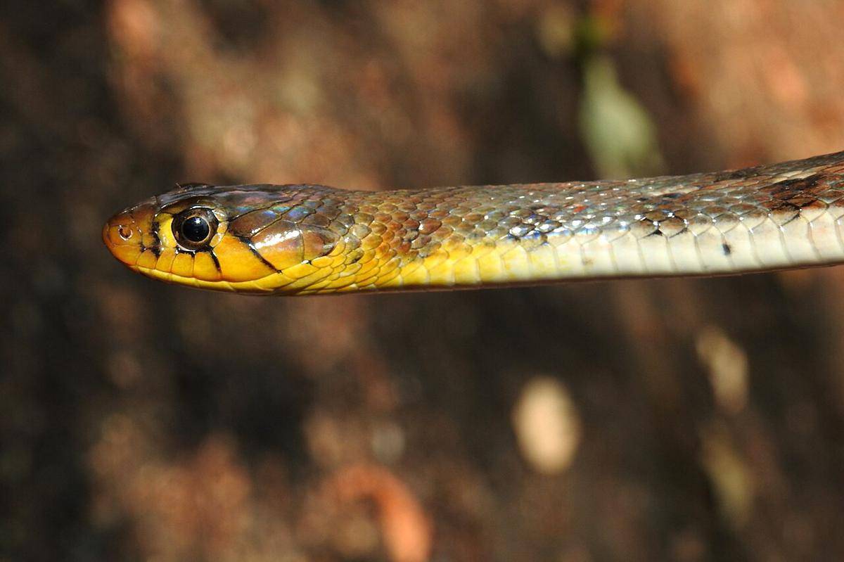 keelback (commons.wikimedia.org/Dr. Raju Kasambe)