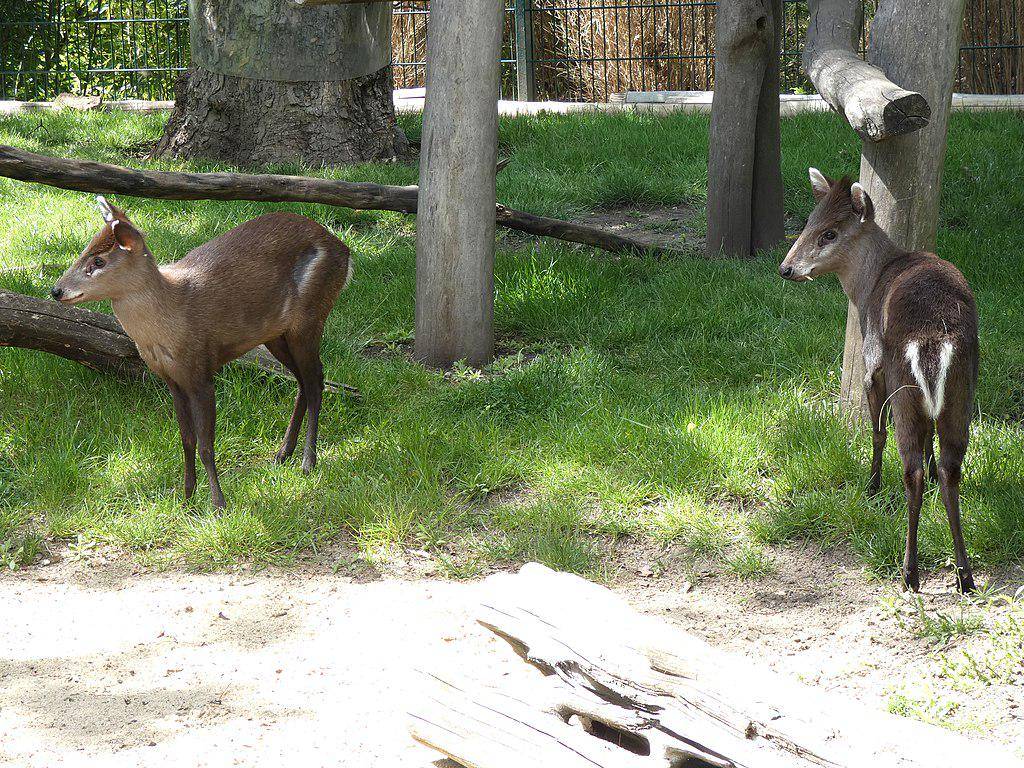 Rusa Jambul