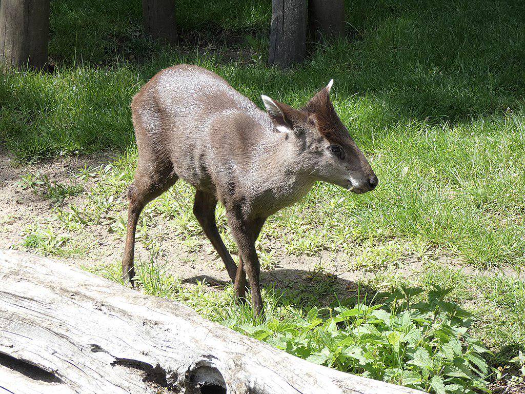 Rusa Jambul
