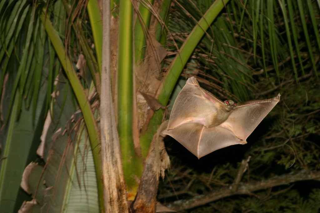 lemur terbang