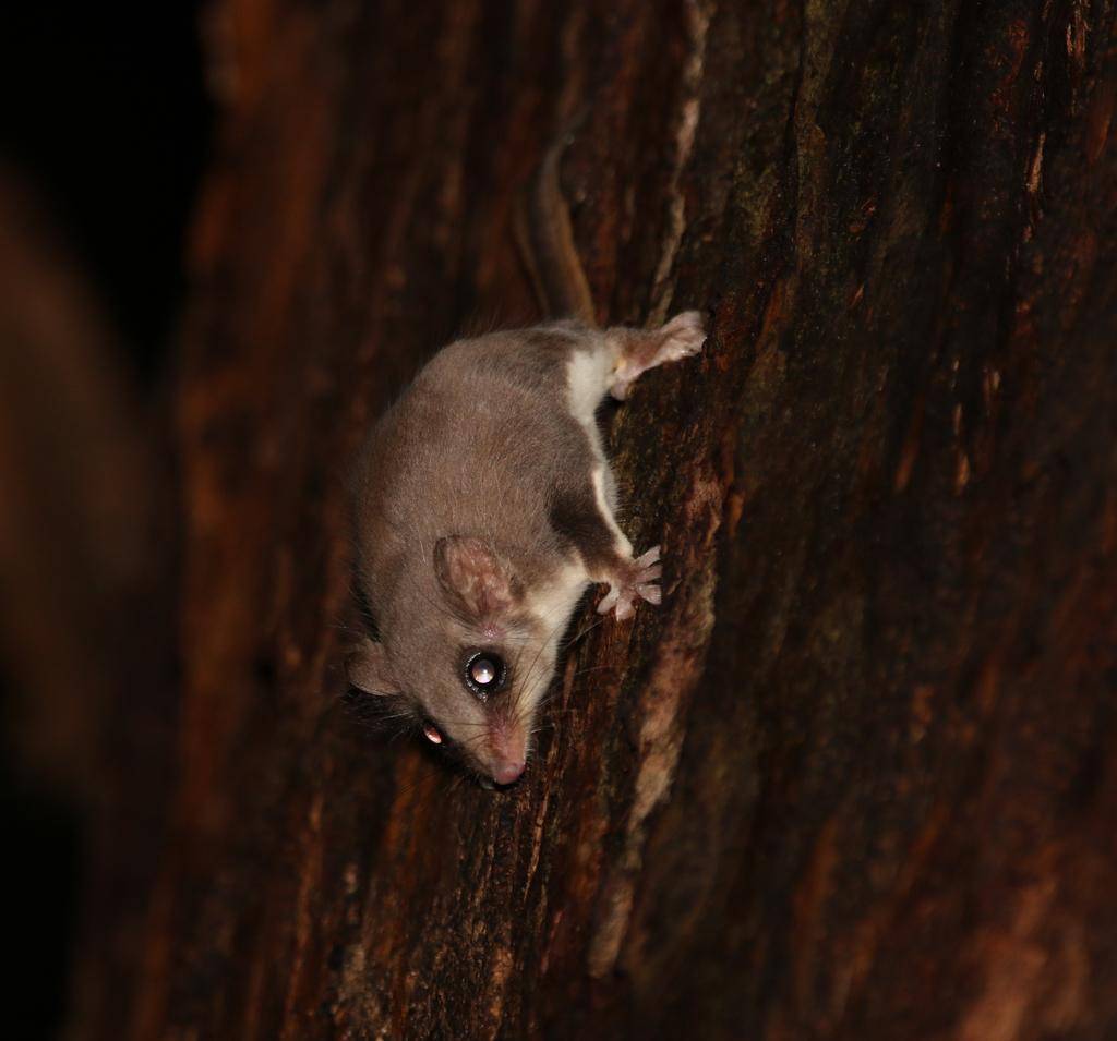 Feathertail Glider
