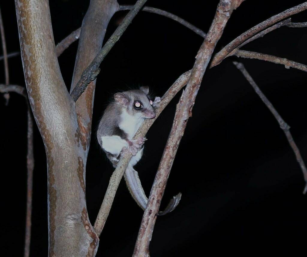Feathertail Glider