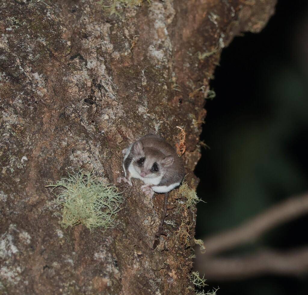 Feathertail Glider