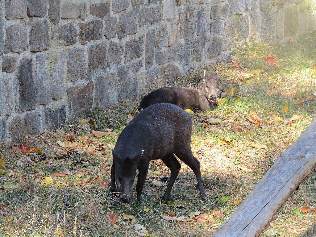 Rusa Jambul