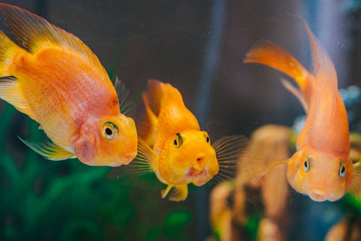 ilustrasi ikan bernapas dengan apa? (pexels.com/Chait Goli)