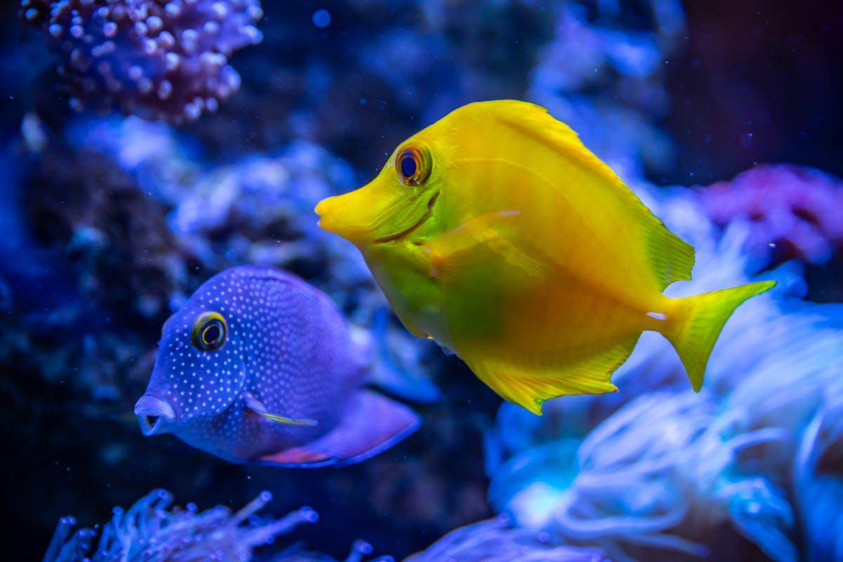 ilustrasi ikan bernapas dengan apa? (pexels.com/Egor Kamelev)