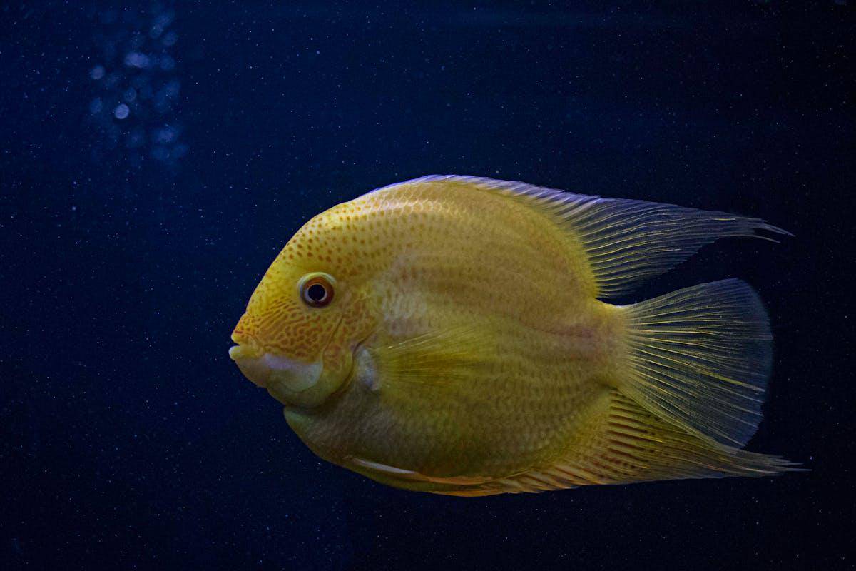 ilustrasi ikan bernapas (pexels.com/Samarth Singhai)