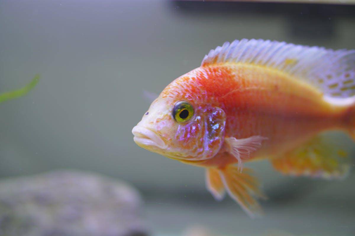 ilustrasi ikan bernapas (pexels.com/Zh Aryun)