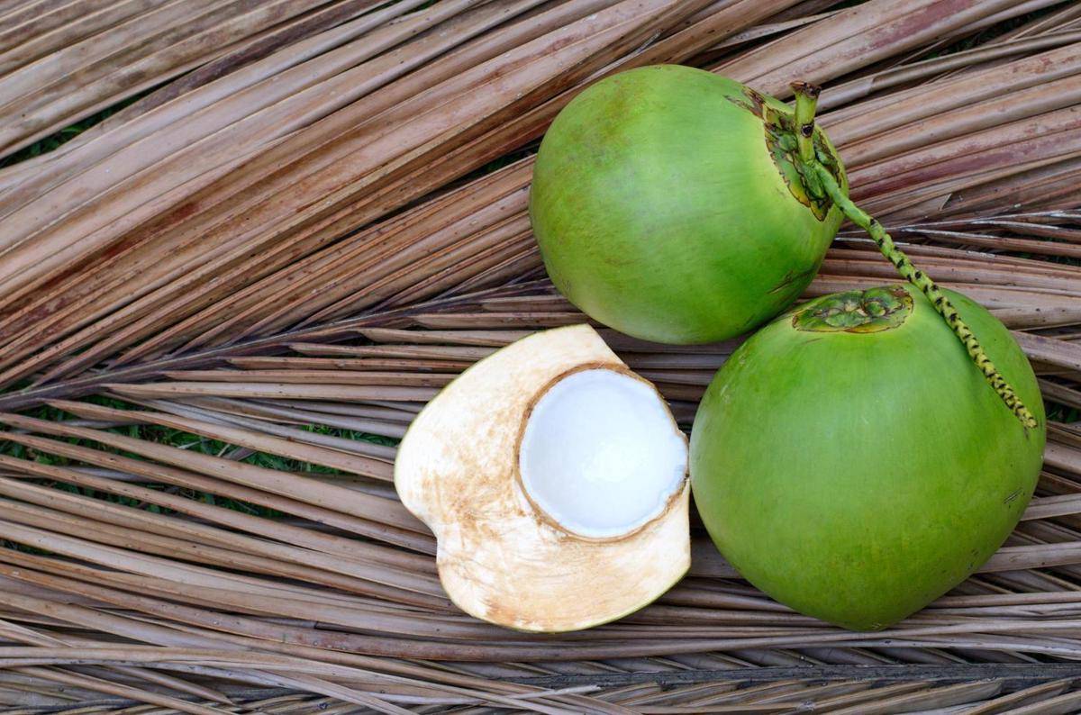 ilustrasi bahan es kelapa muda 