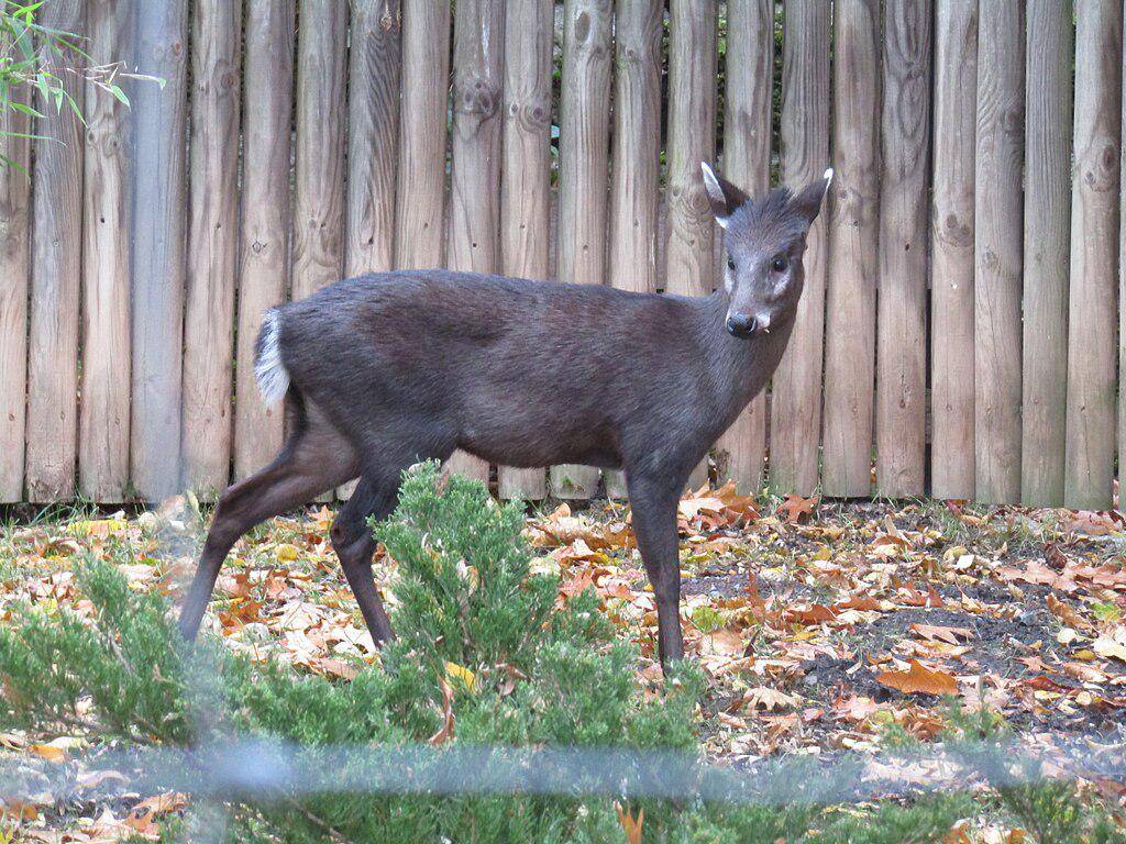 Rusa Jambul