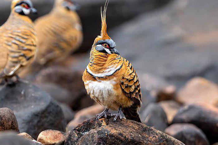 sekelompok merpati spinifex di bebatuan (commons.wikimedia.org/JJ Harrison)