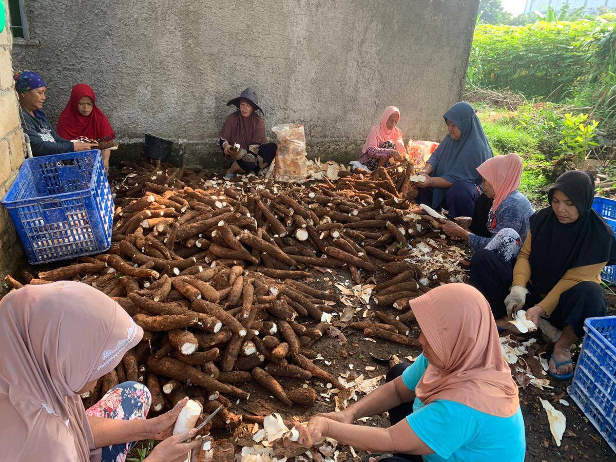 Kegiatan Pengupasan Singkong oleh Kelompok Tani Setia dan Warga Desa Cikarawang