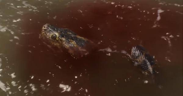 Ular yang dipakai sebagai properti film mati saat proses syuting - Anaconda 2025