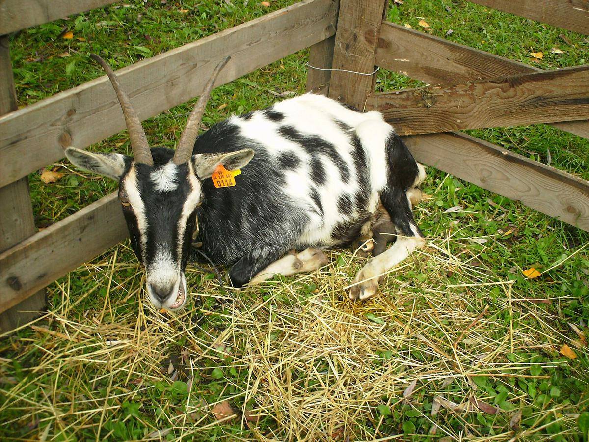 Kambing Alpen