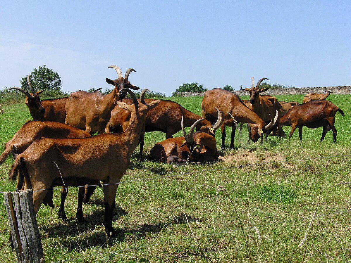 Kambing Alpen