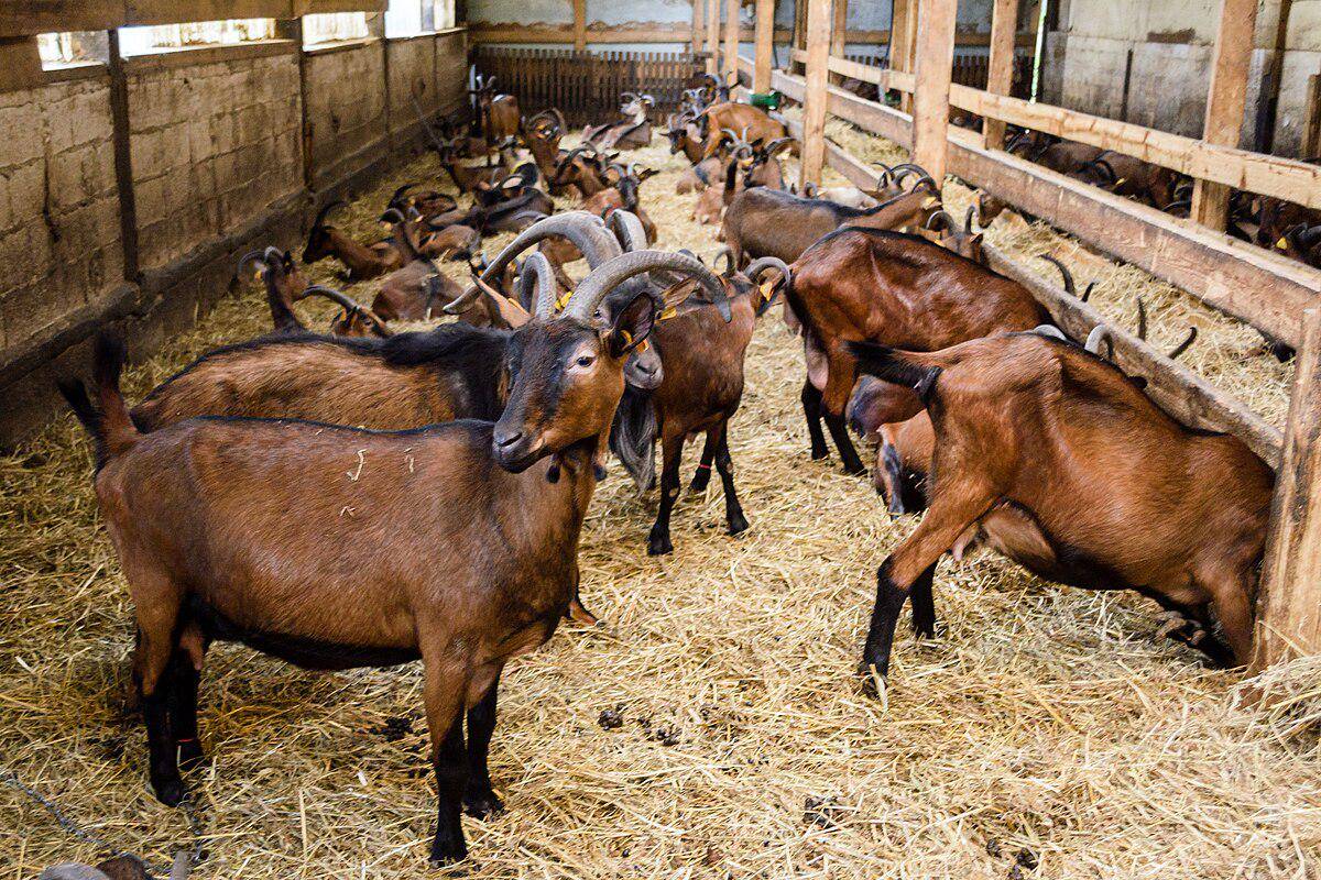 Kambing Alpen