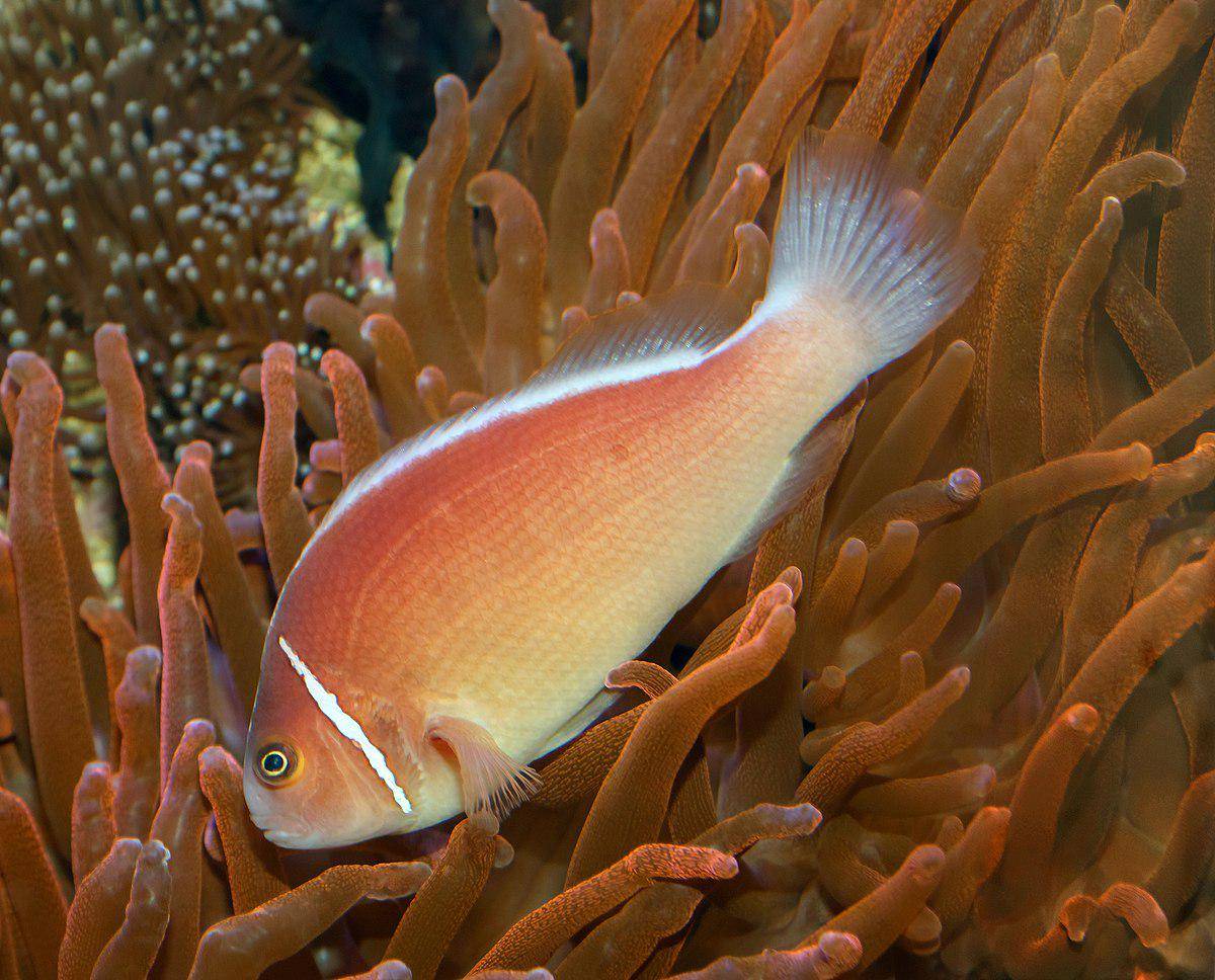 Pink Skunk Clownfish