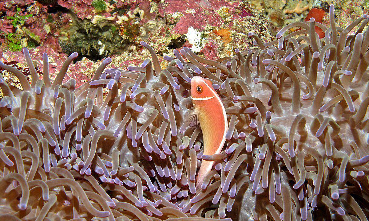 Pink Skunk Clownfish
