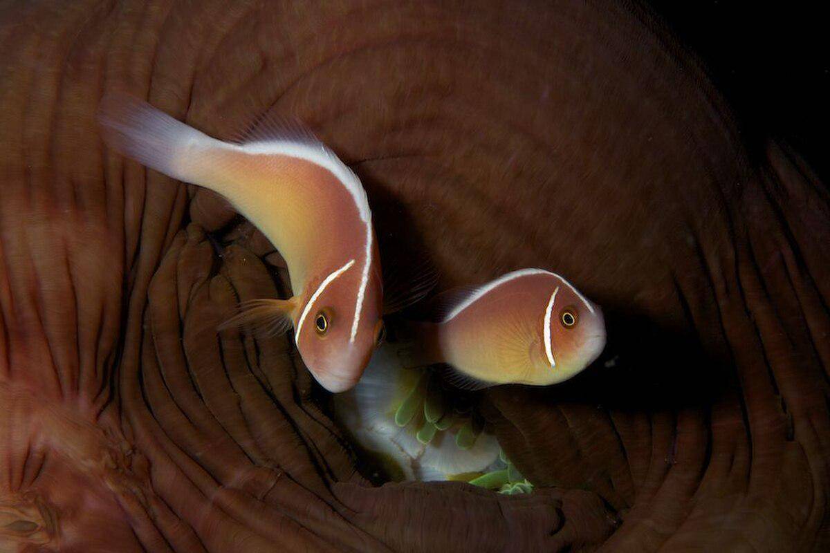 Pink Skunk Clownfish