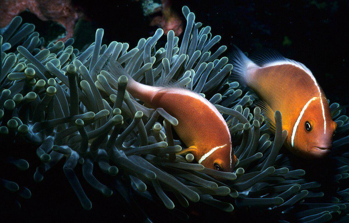 Pink Skunk Clownfish