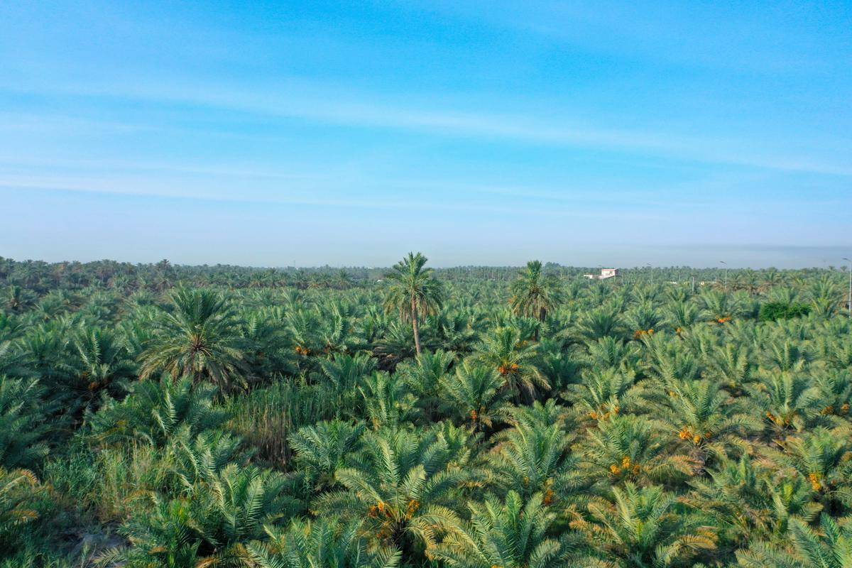 Oasis Al-Ahsa