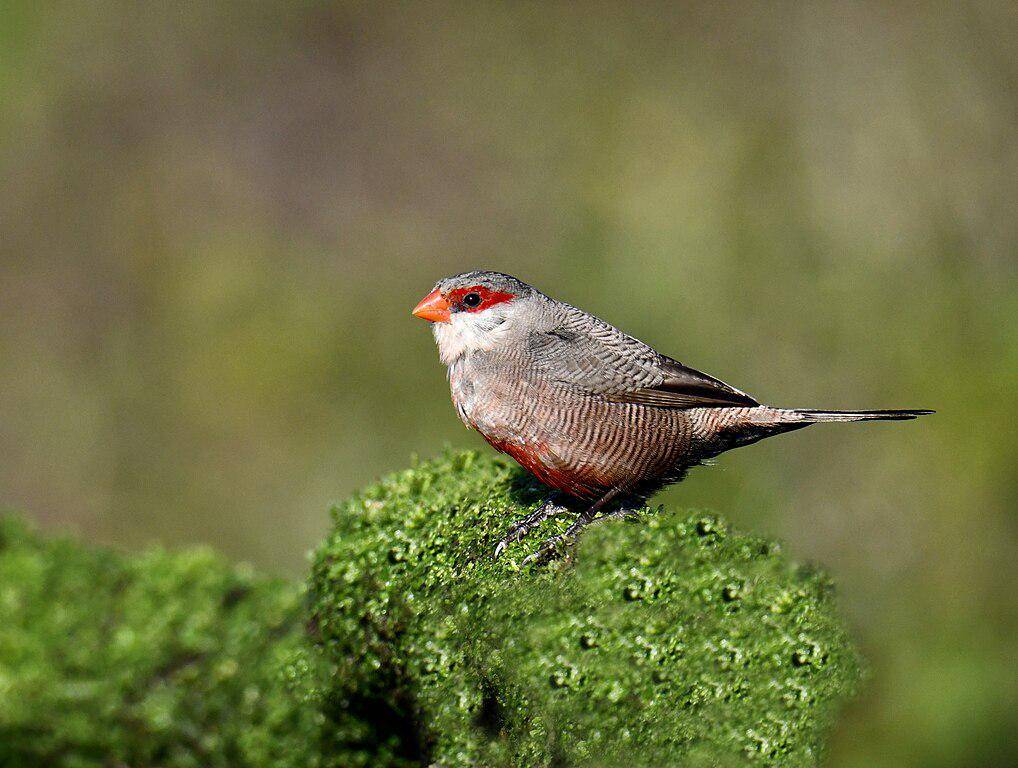 Burung waxbill