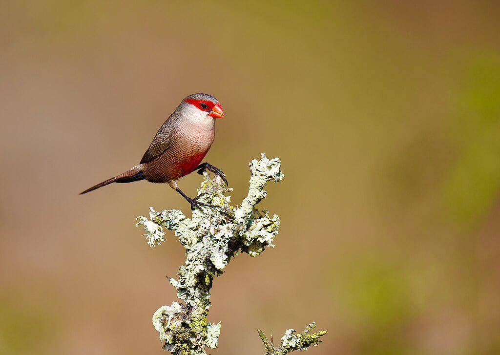 Burung waxbill