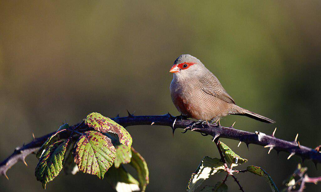 Burung waxbill
