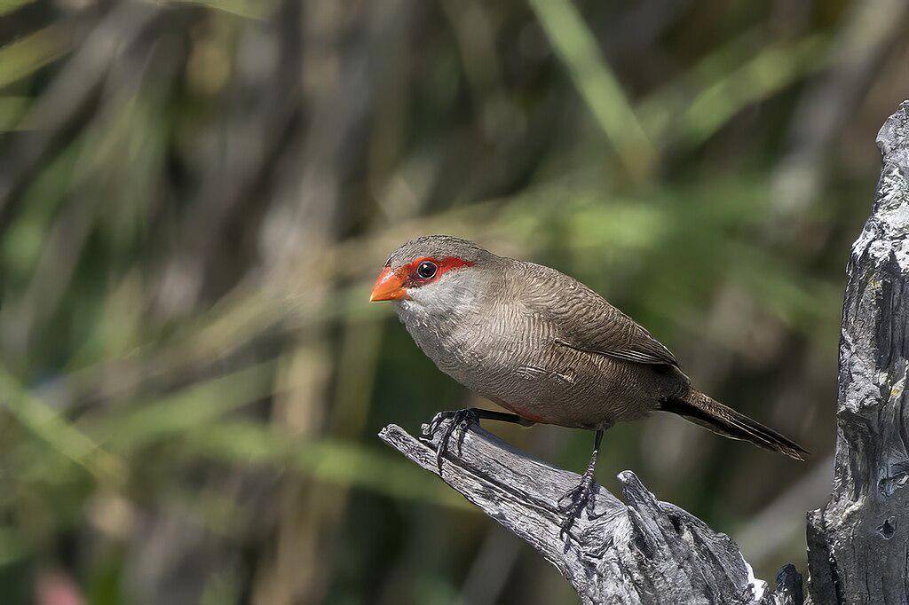 Burung waxbill