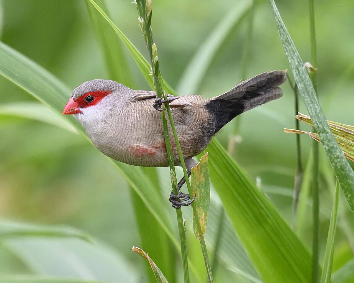 Burung waxbill