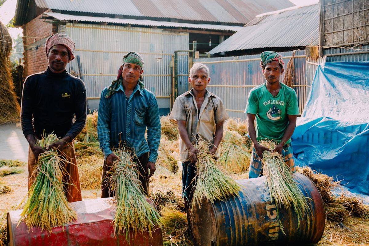 ilustrasi petani panen padi (pexels.com/Kelly)