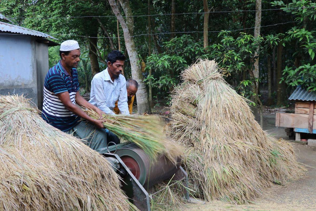 ilustrasi petani panen padi (pexels.com/Imam Hossain)