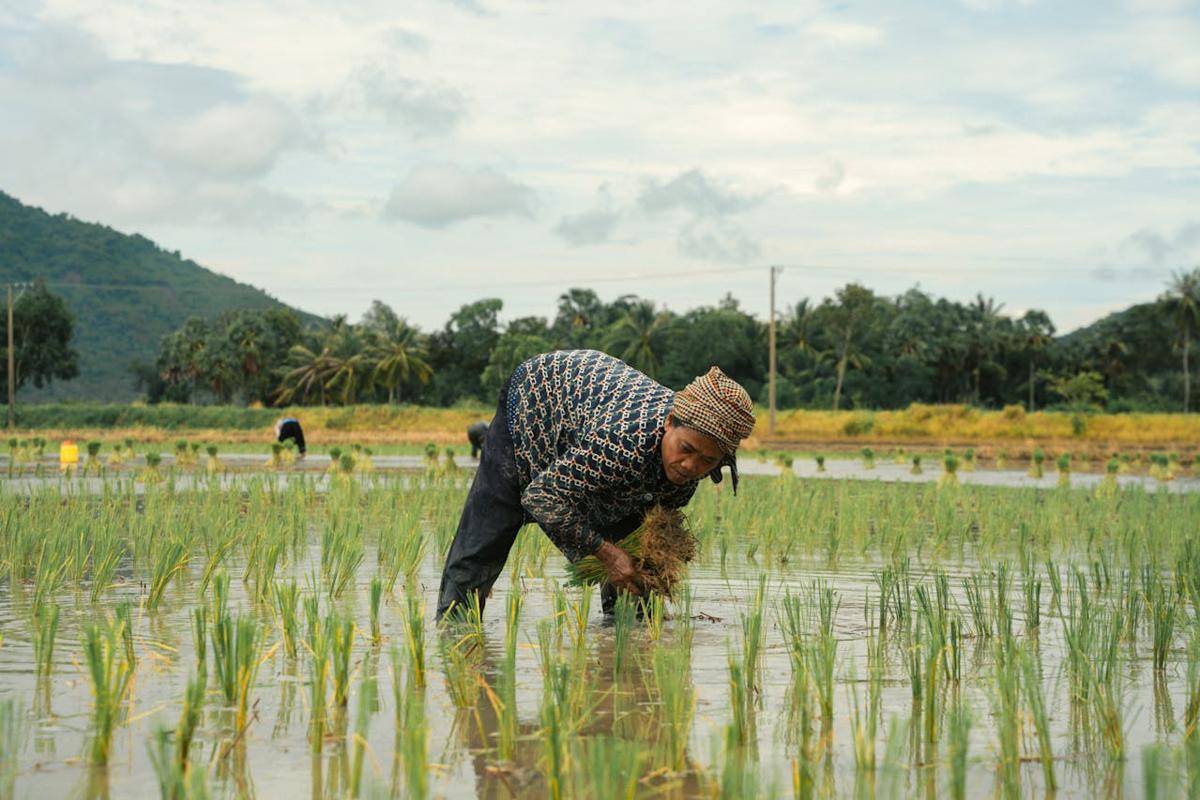 ilustrasi petani tanam padi (pexels.com/Long Bà Mùi)