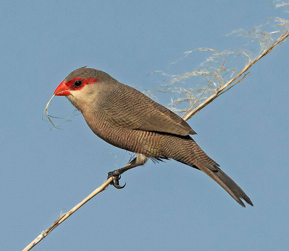 Burung waxbill