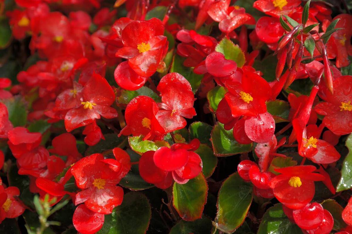 ilustrasi tanaman begonia