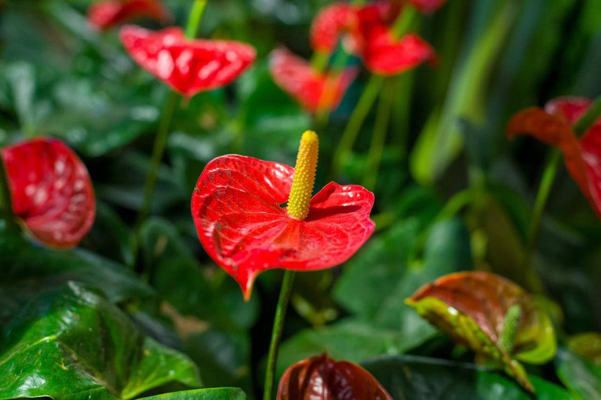 ilustrasi tanaman Anthurium 