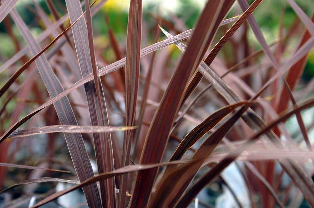 ilustrasi tanaman Cordyline australis red star 