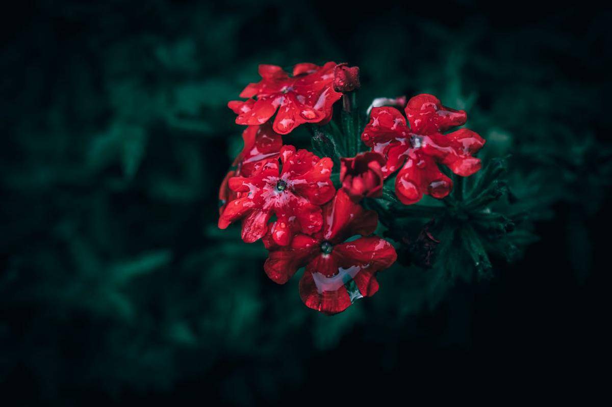 ilustrasi tanaman Superbena red verbena 