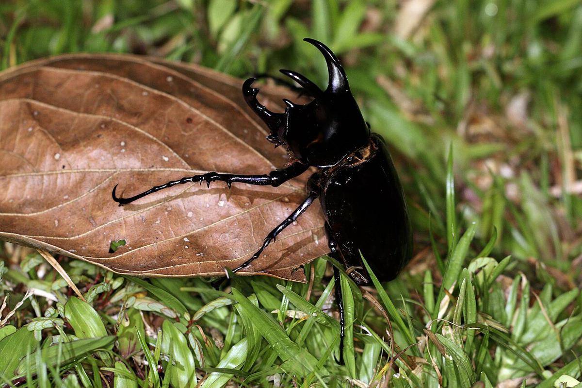  Rhinoceros beetle (commons.wikimedia.org/Charles J. Sharp)