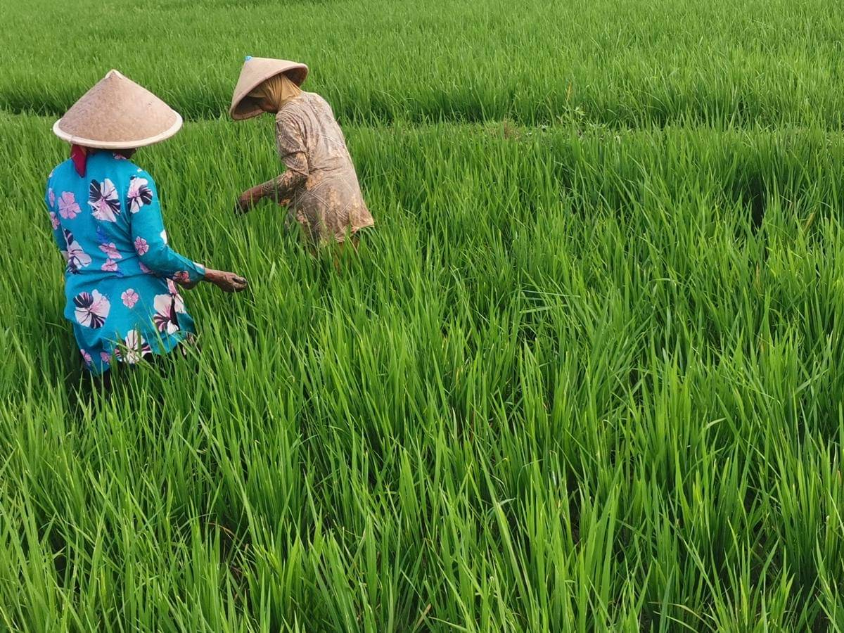 Produktivitas Padi Meningkat, Sumber : Foto Sendiri