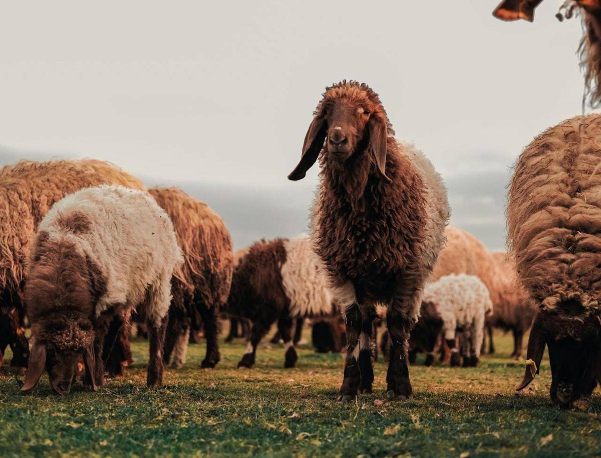 Domba Awassi (pexels.com/SERHAT TUĞ)  
