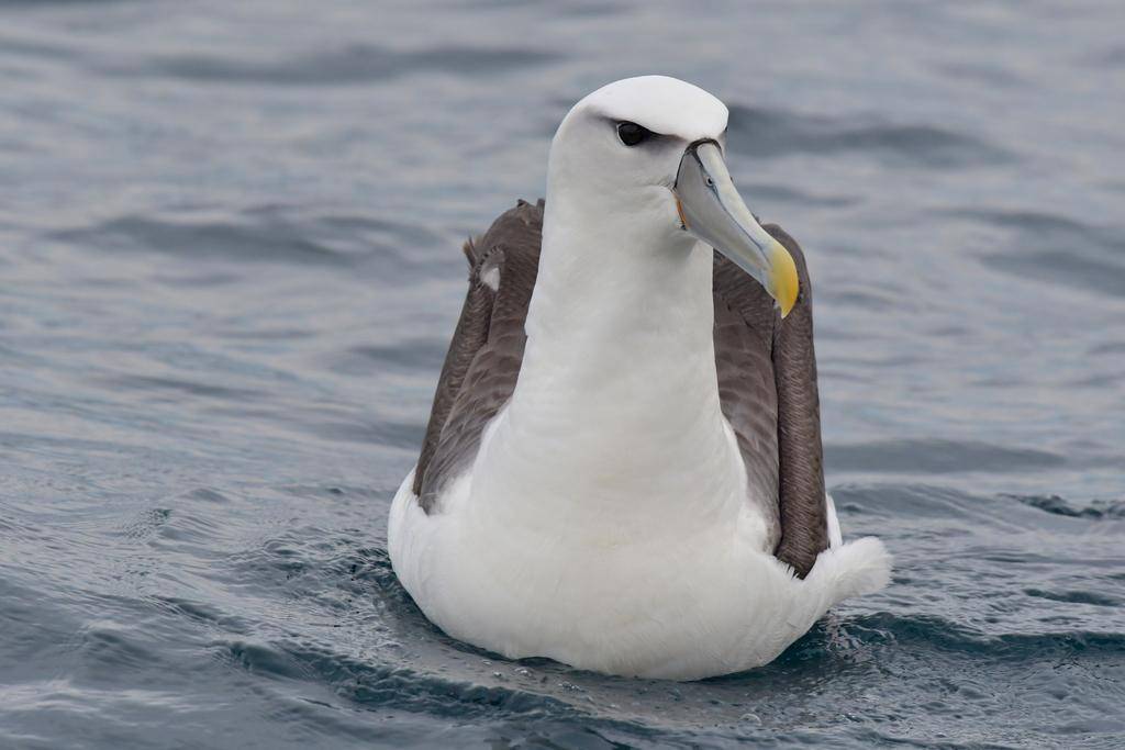 Albatros