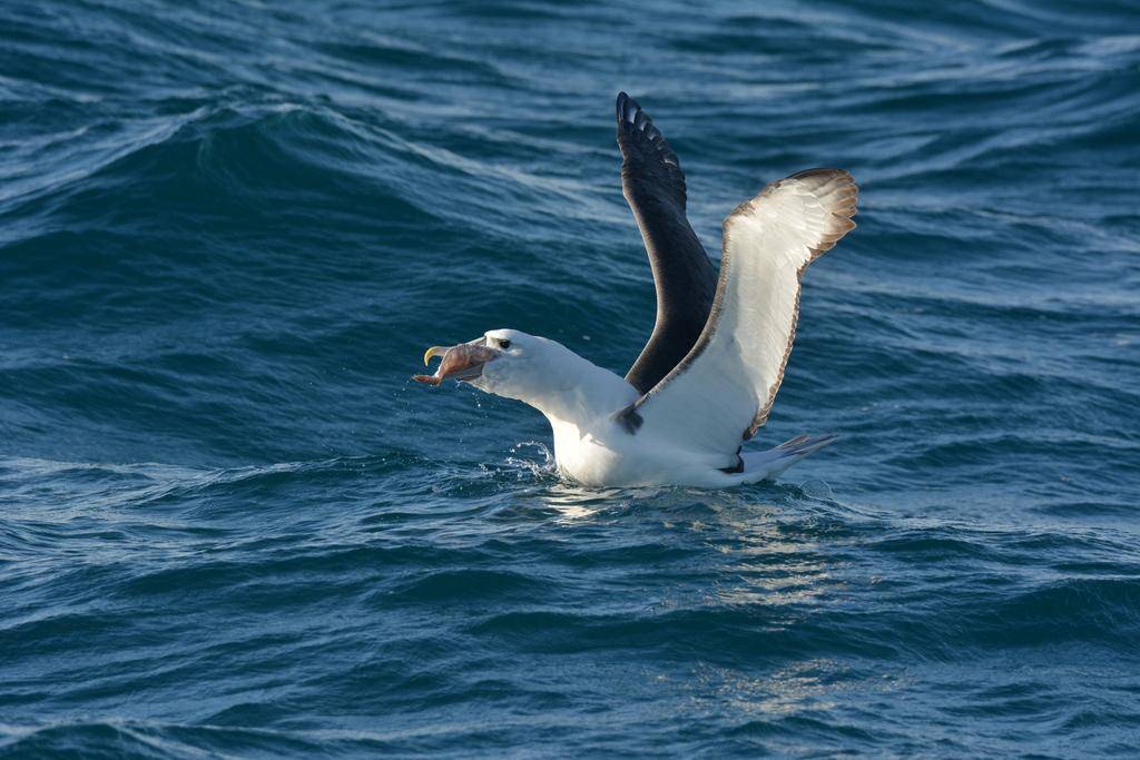 Albatros