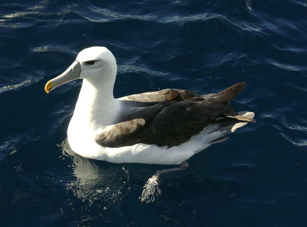 Albatros
