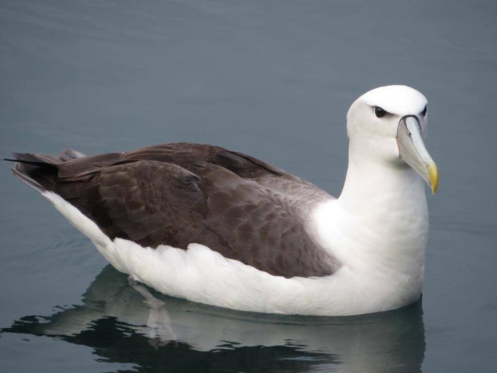 Albatros