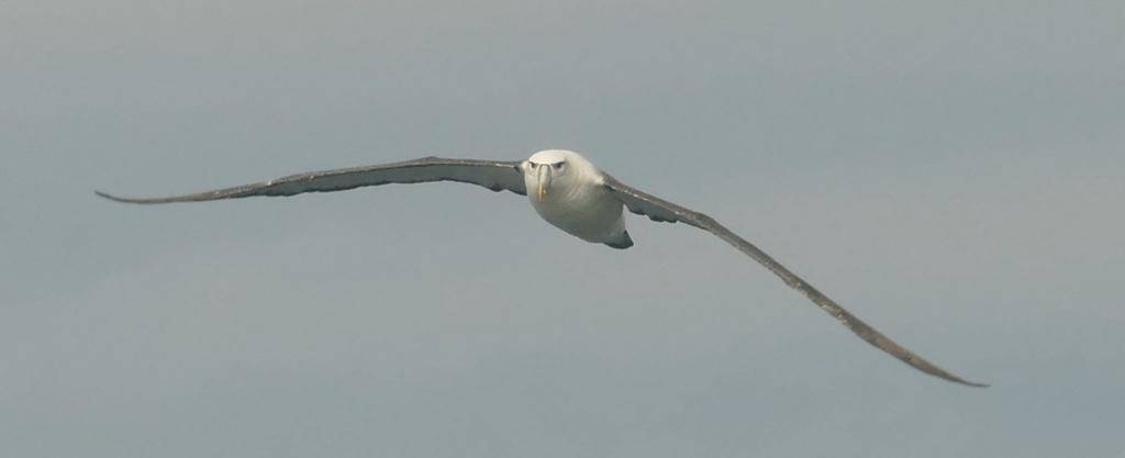 Albatros