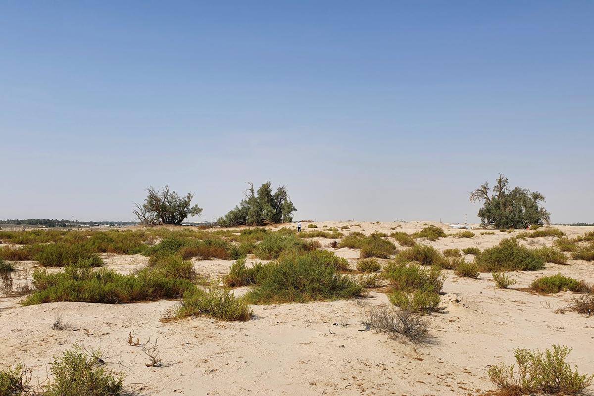 Oasis Al-Ahsa
